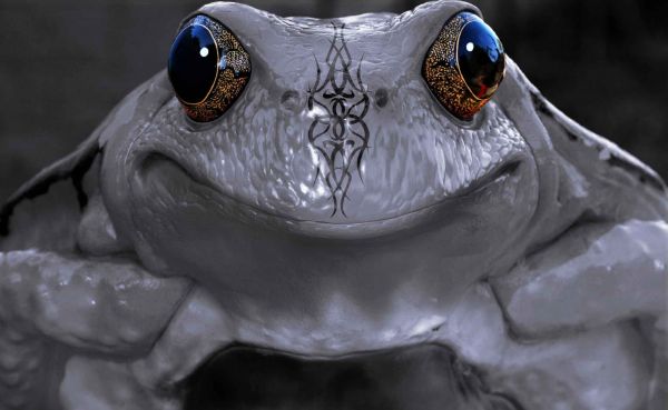 Creation of Mystic Frog: Final Result